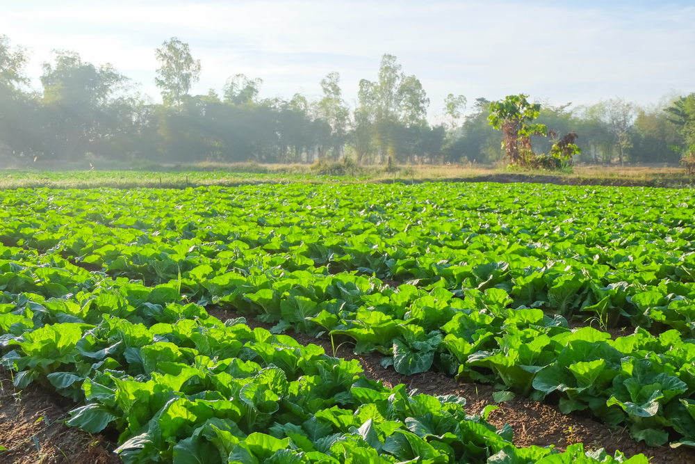 sustainable relationships with local farmers