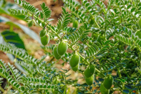 Chickpeas-bigstock-Fresh-Green-Chickpeas-Field-337227136-scaled